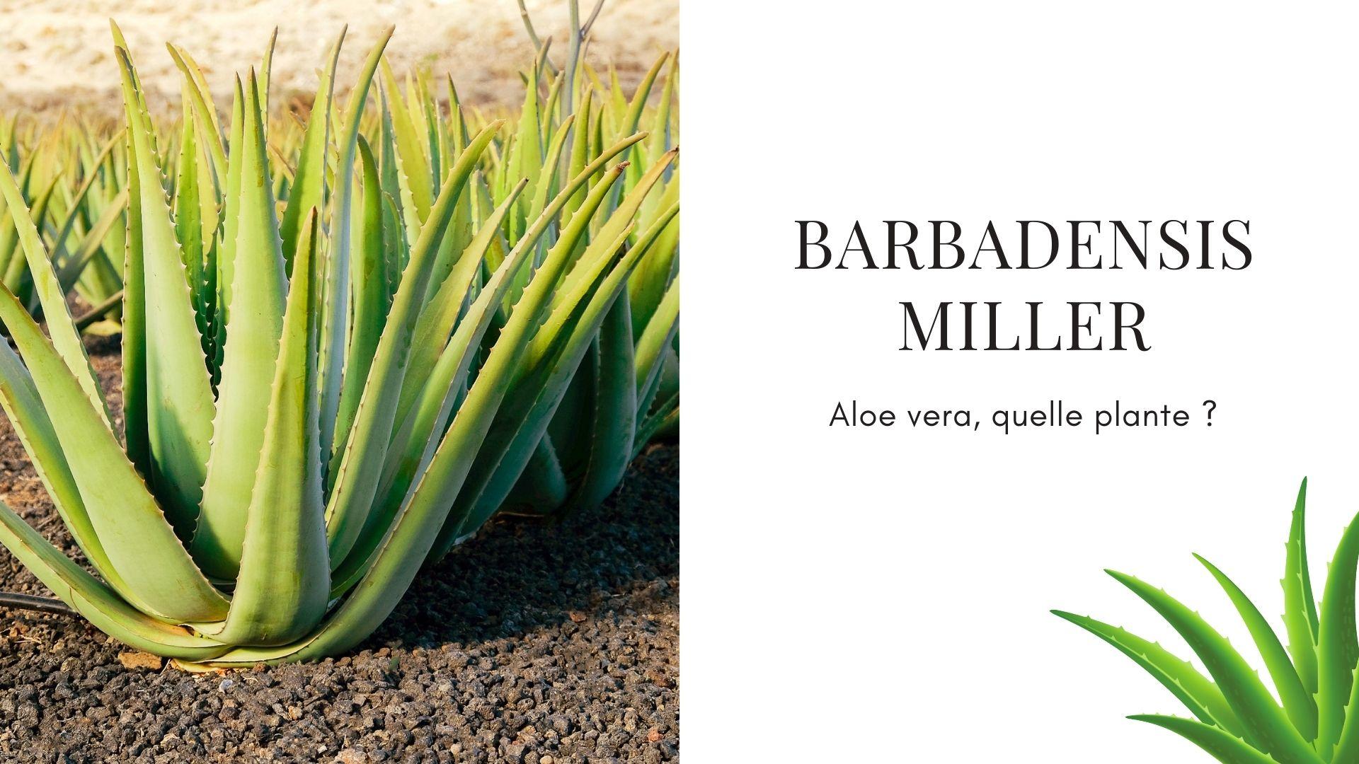 aloe vera barbadensis miller