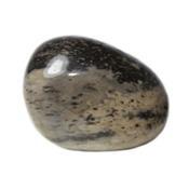 Bois fossile