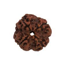 Rudraksha